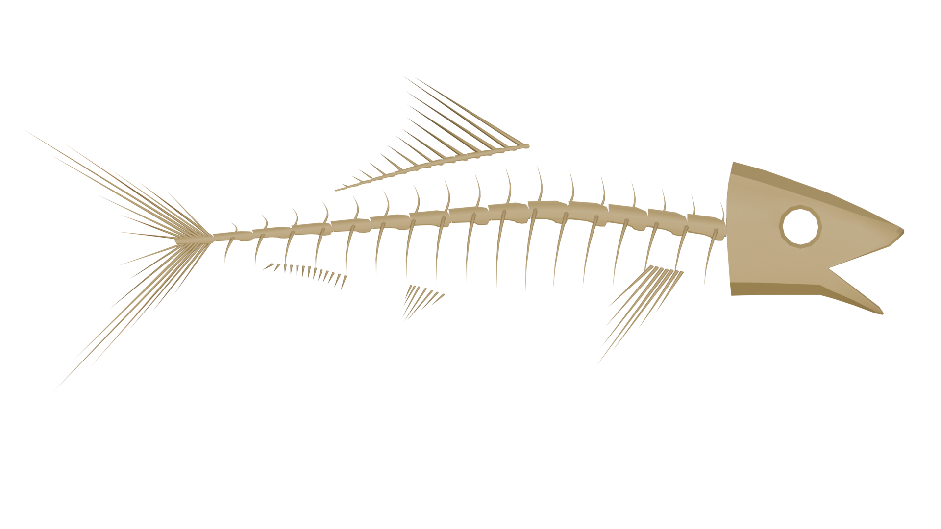 Goulmimichthys Skeleton