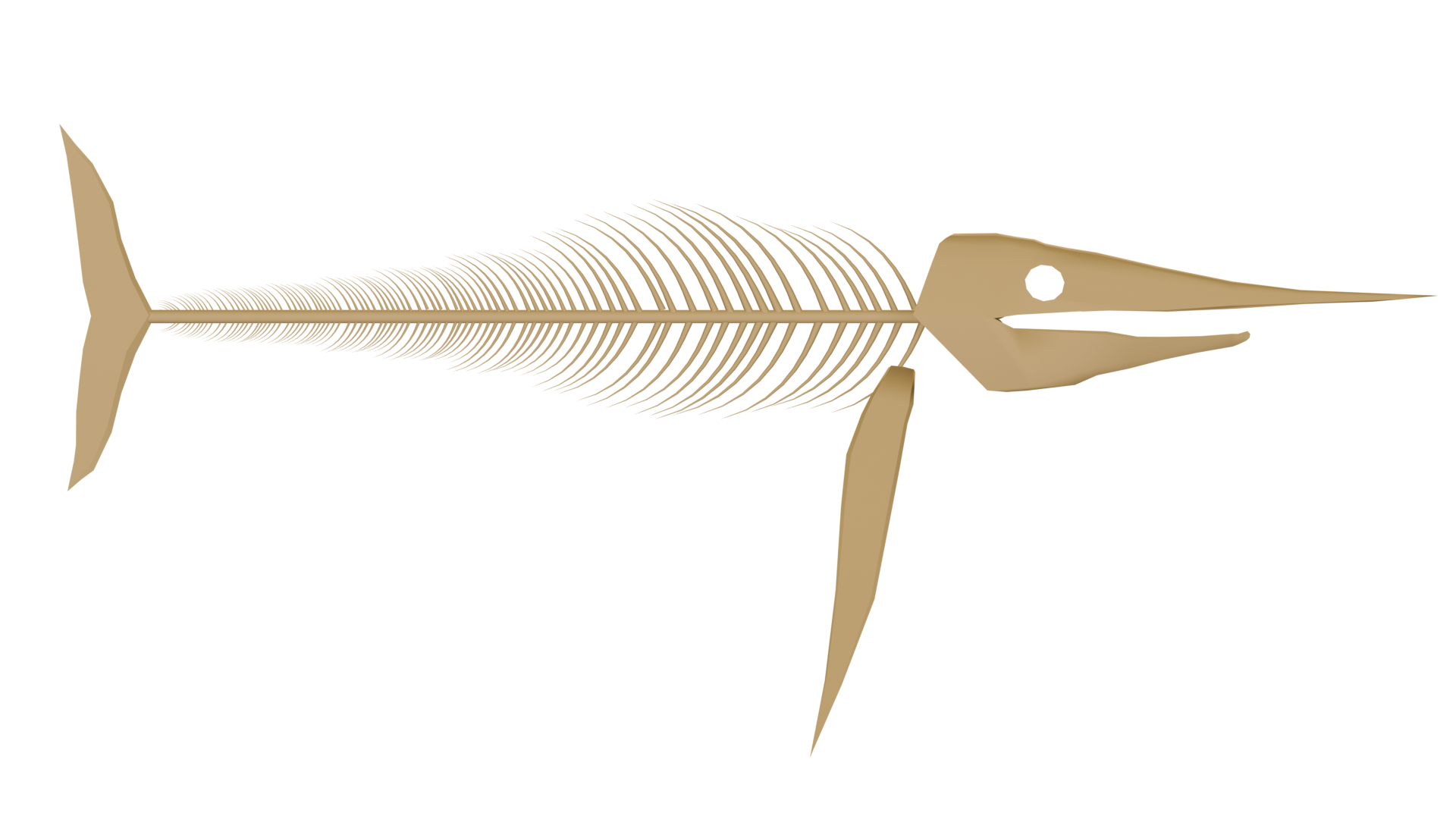 Protosphyraena Skeleton