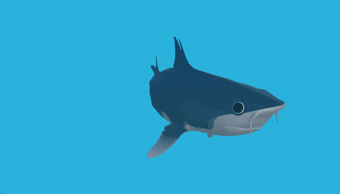 Ptychodus Mortoni Animation