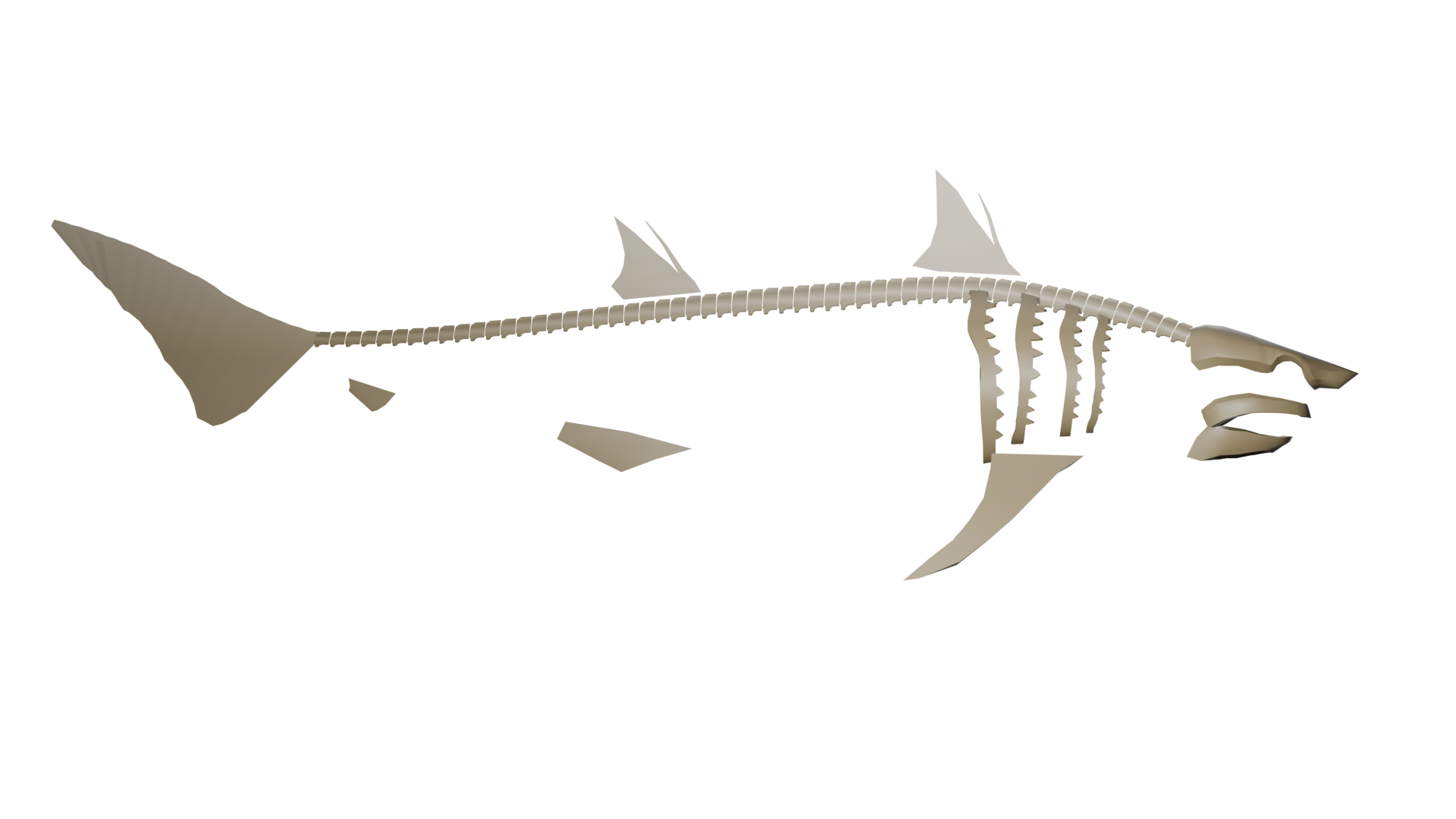 Ptychodus Mortoni Skeleton